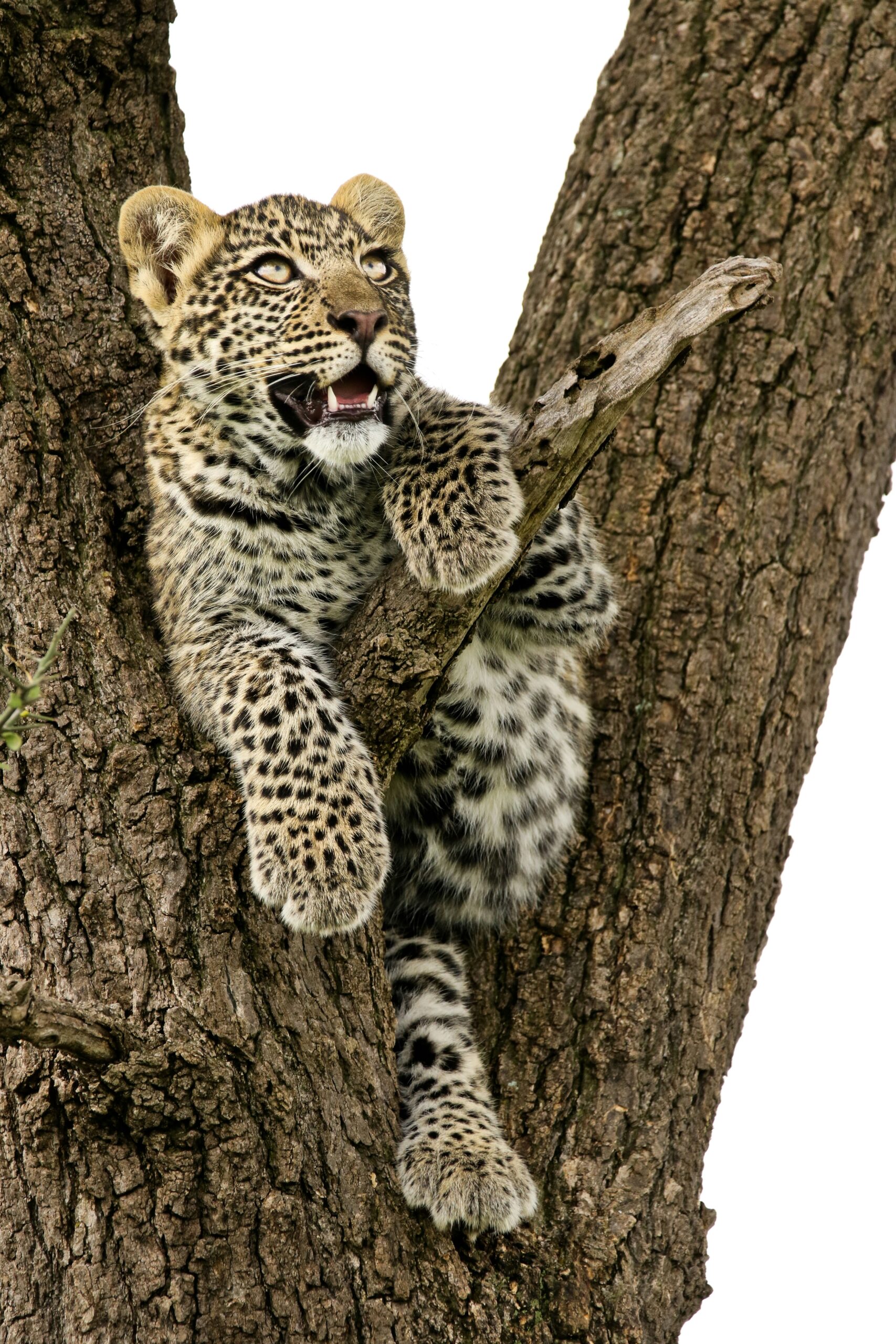 high-tea-with-elephants-JAV_OjFJJuU-unsplash